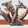 PNG STOCK SET: Giraffe - head