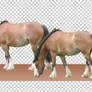 PNG STOCK SET: Shire horse