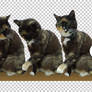 PNG STOCK SET: Tortoiseshell cat