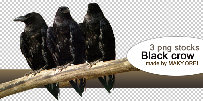 PNG STOCK SET: Black crow