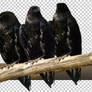 PNG STOCK SET: Black crow