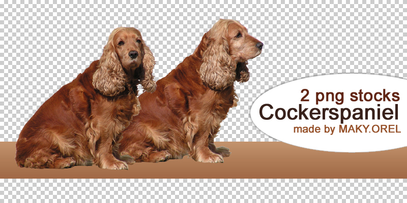 PNG STOCK SET: Cockerspaniel