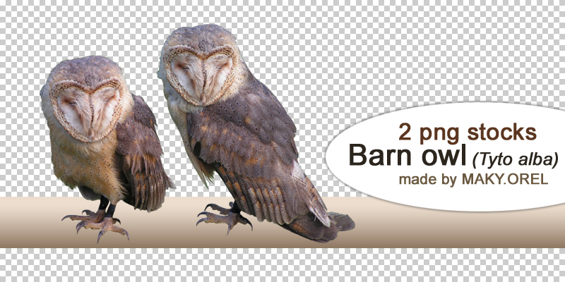 PNG STOCK SET: Barn owl