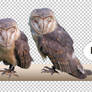 PNG STOCK SET: Barn owl