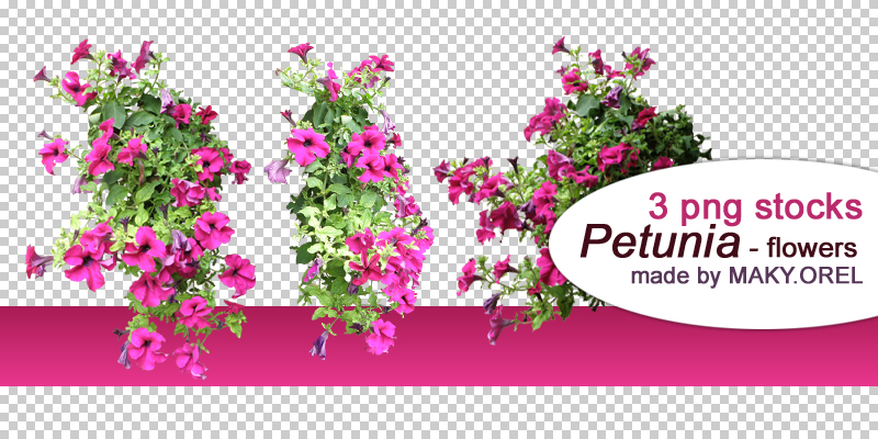 PNG STOCK SET: Petunia flower 1 by MAKY-OREL