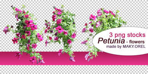 PNG STOCK SET: Petunia flower 2