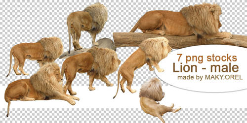 Lion - Male Png Stock