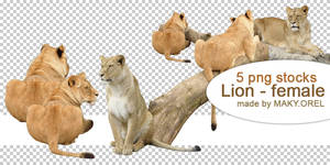 PNG STOCK: Lion - female