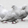 PNG (pre-cut) STOCK: White dove