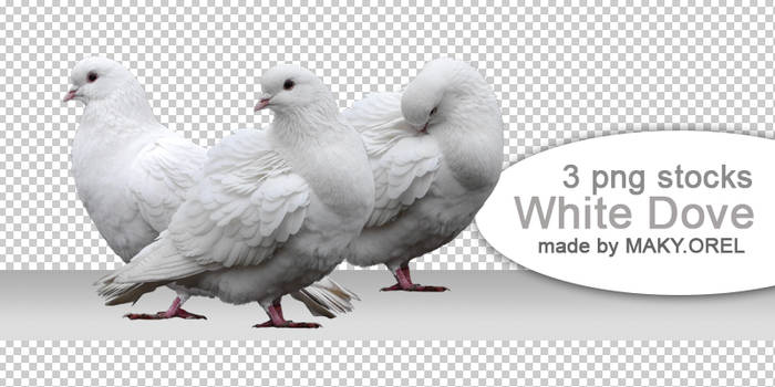 PNG (pre-cut) STOCK: White dove