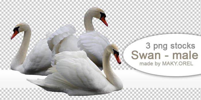 PNG (pre-cut) STOCK: Swan - male