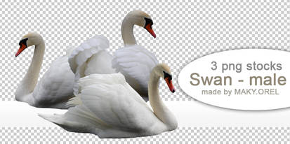 PNG (pre-cut) STOCK: Swan - male