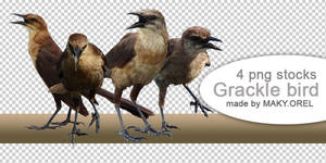 PNG STOCK: Boat-tailed Grackle Bird (Female)