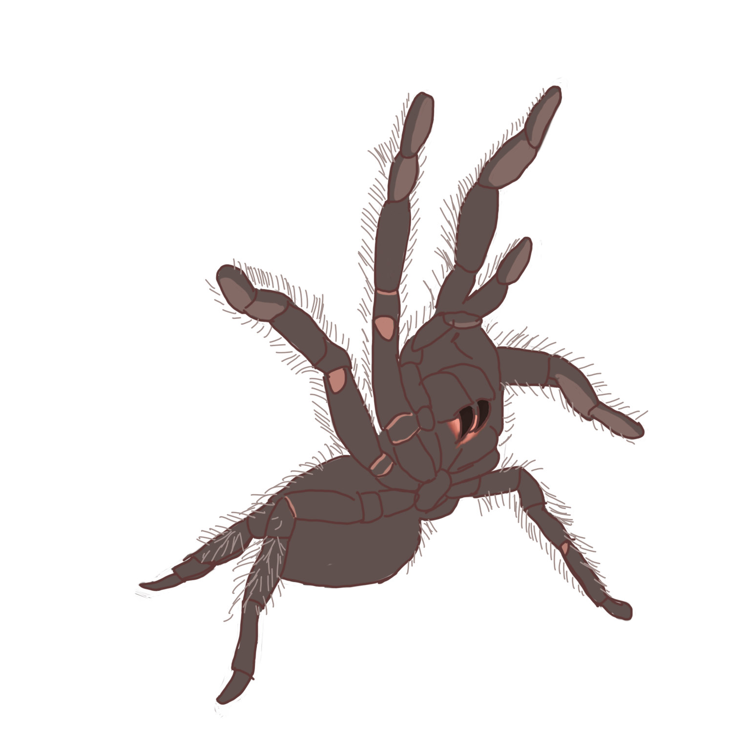 Tarantula 1 by shadow25454 on DeviantArt
