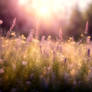 Nature Floral Wallpaper Prompt for Mac 