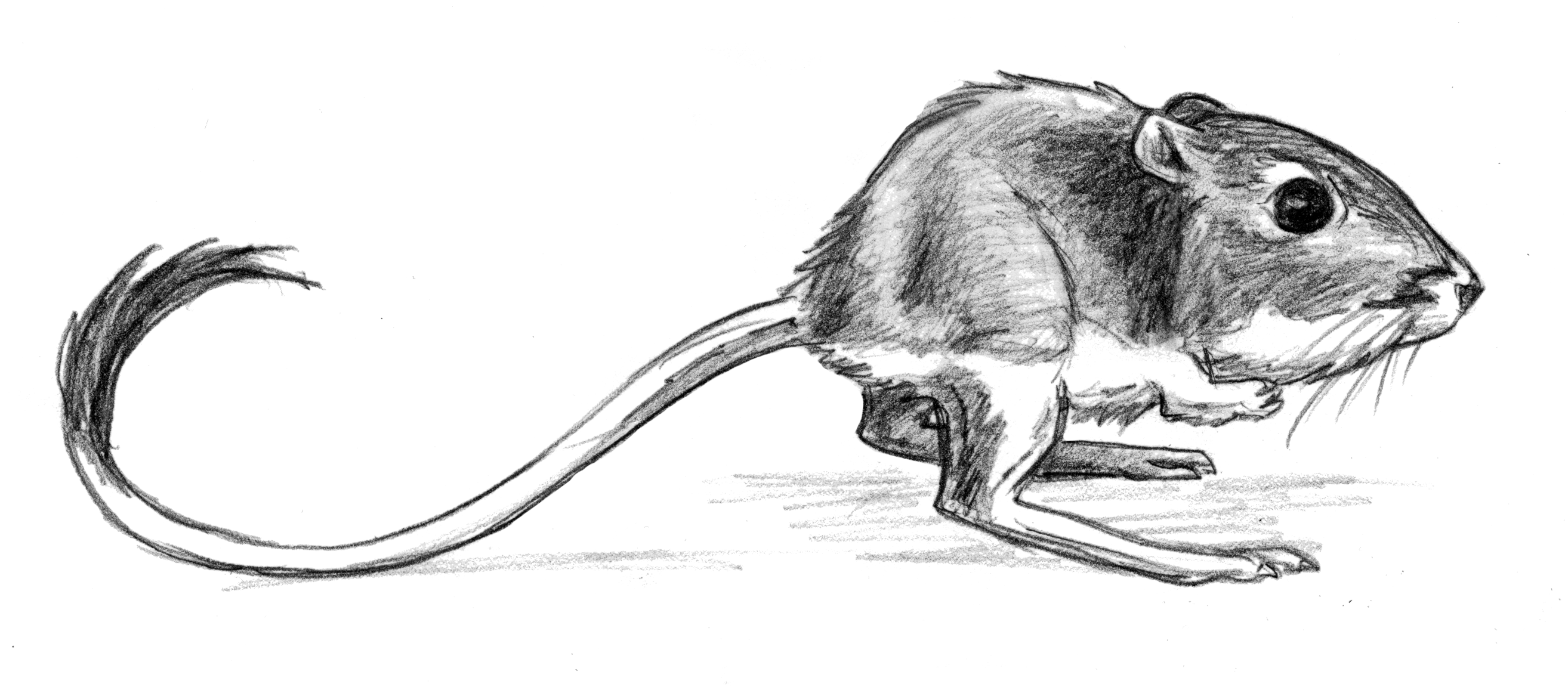 Kangaroo Rat by susans-art-portfolio on DeviantArt