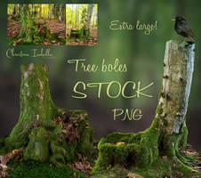 Tree boles PNG Stock