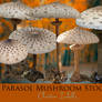 Parasol Mushroom Stock II