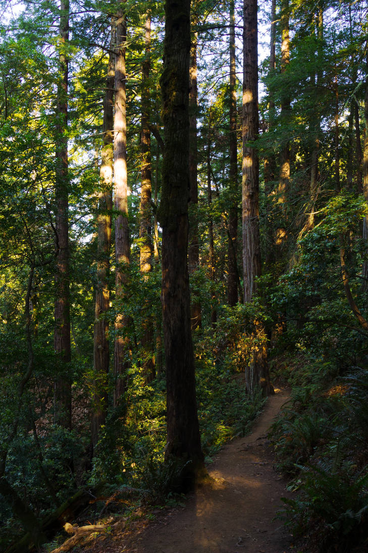 Dappled by Tombofsoldier on DeviantArt