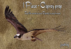 Cutout PNG - Osprey 8