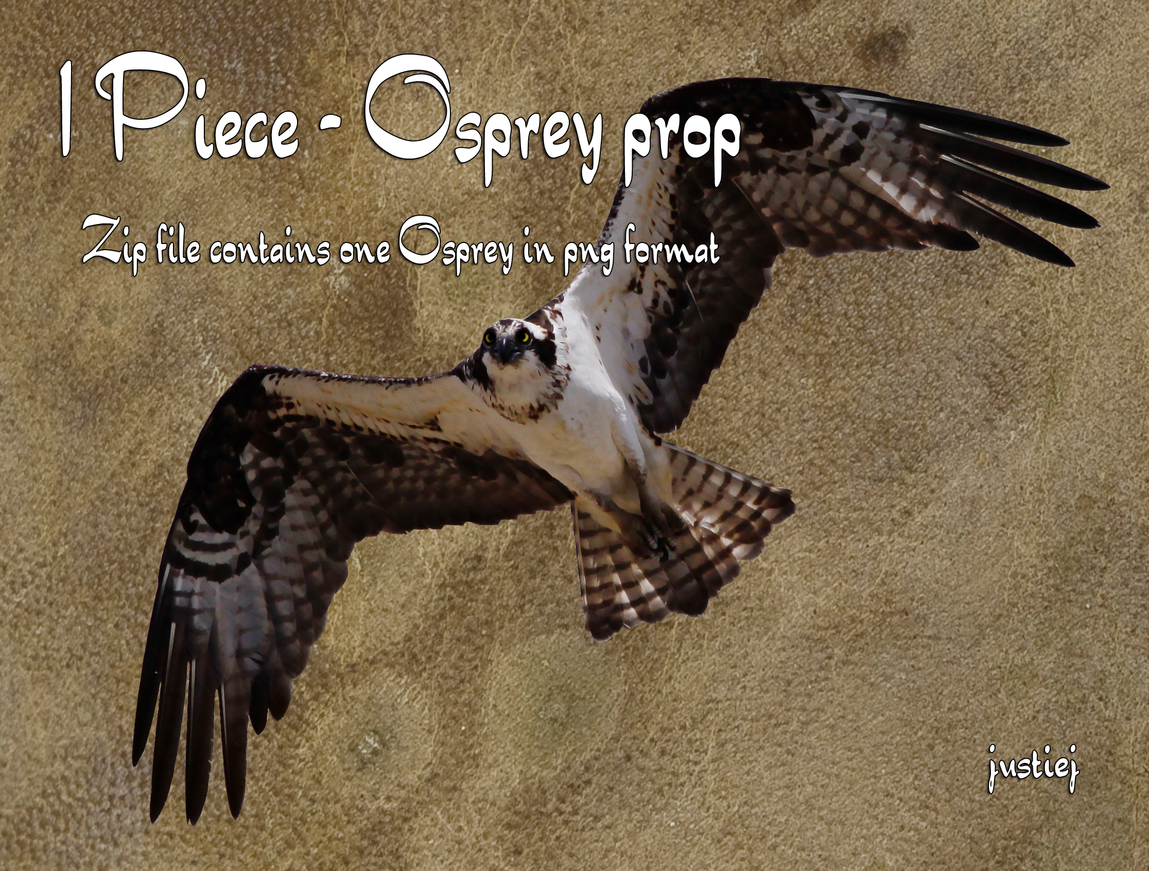 Cutout PNG - Osprey 011