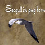 Cutout PNG - Seagull