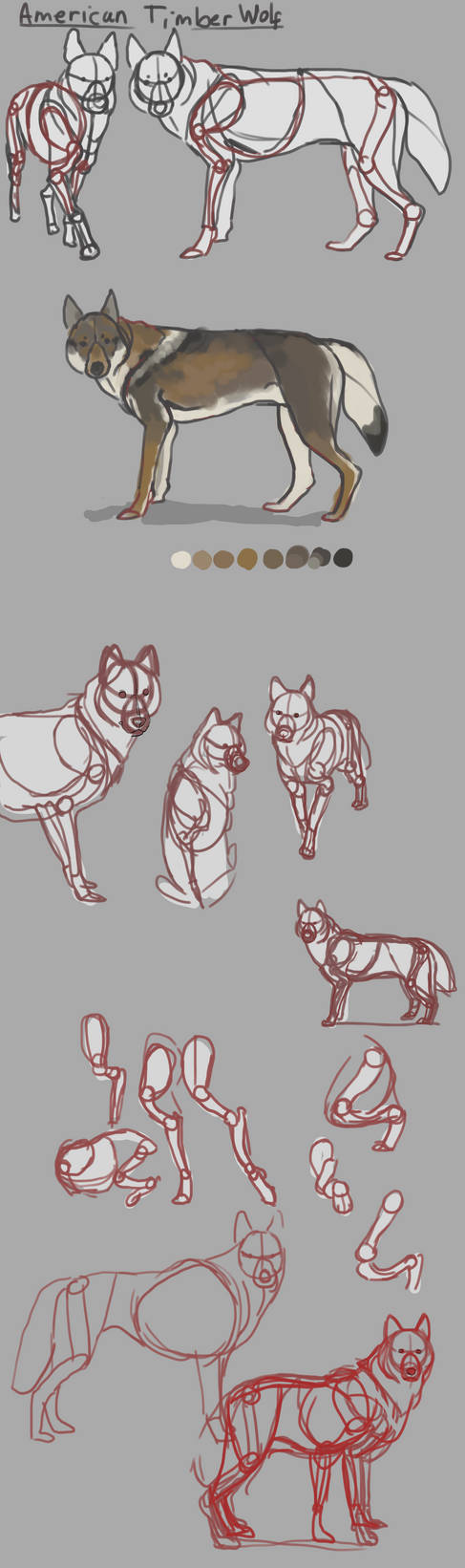 Timber wolf reference sheet by CoyoteKapote96 on DeviantArt