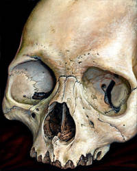 Moldy Tan Skull 300dpi 8by10scan