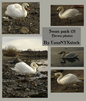 Swan pack - 01