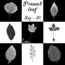 Pressed leaf - set 01