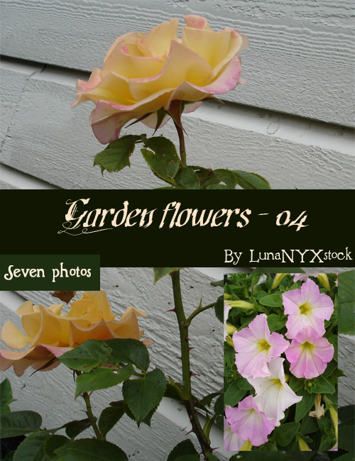 Garden flowers - 04