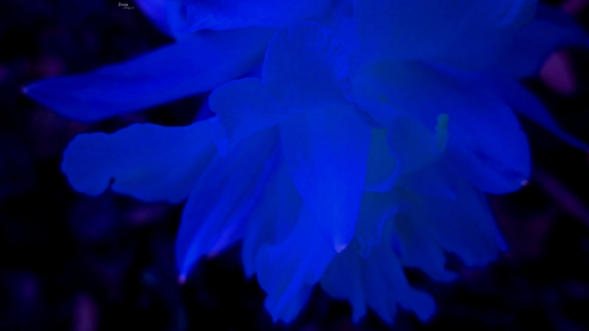 Blue Narcissus