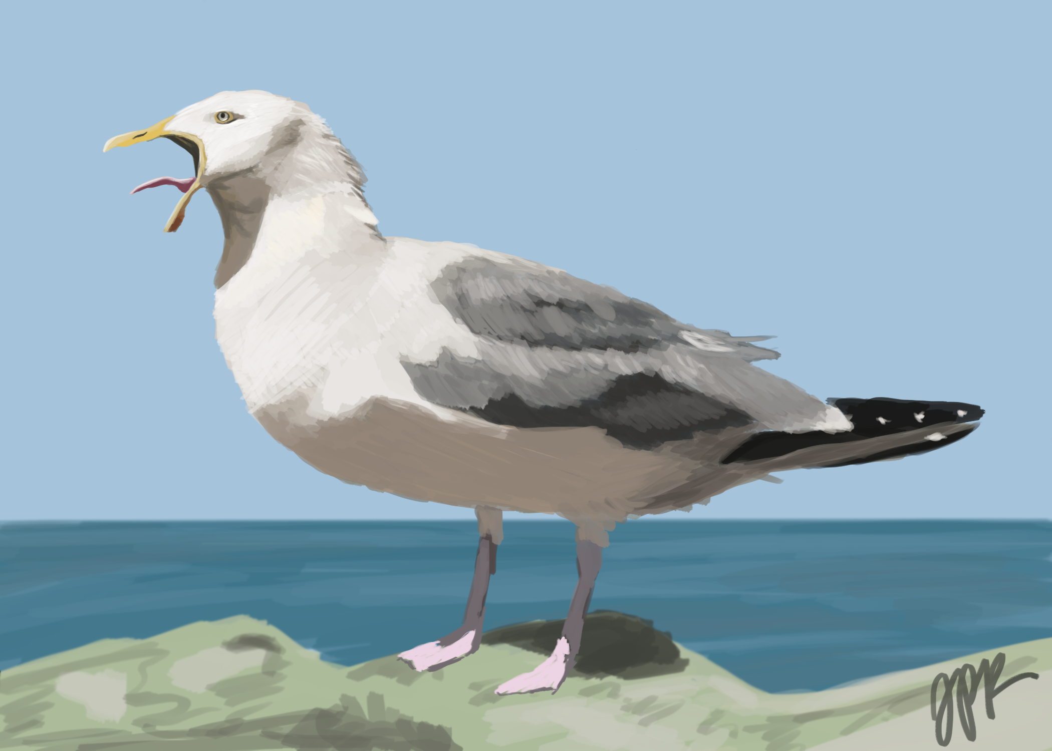 Gull Digital Painting by JPkidder on DeviantArt