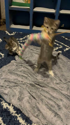 BARN KITTIESS!!!!