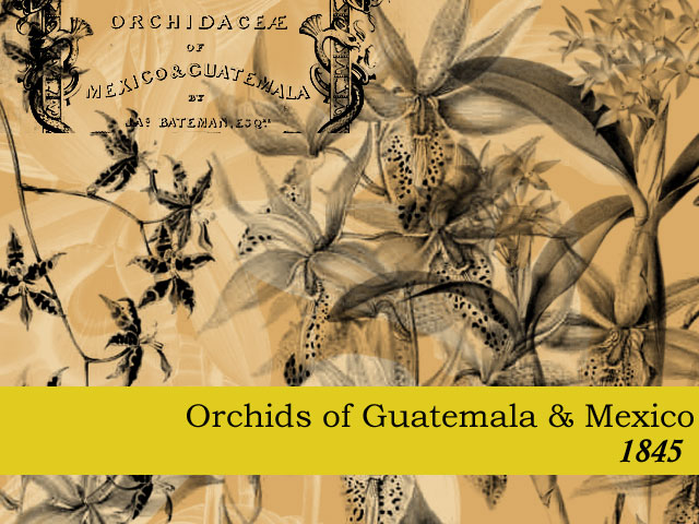 Orchids of Central America