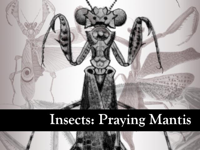 Insects: Praying Mantis by remittancegirl on DeviantArt