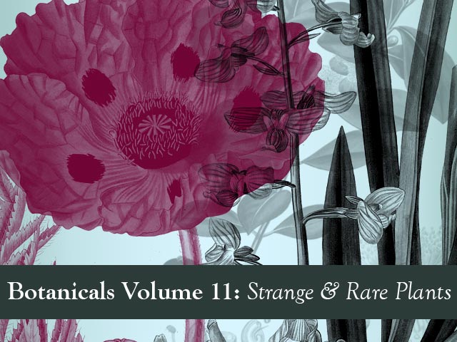 Botanicals Volume 11