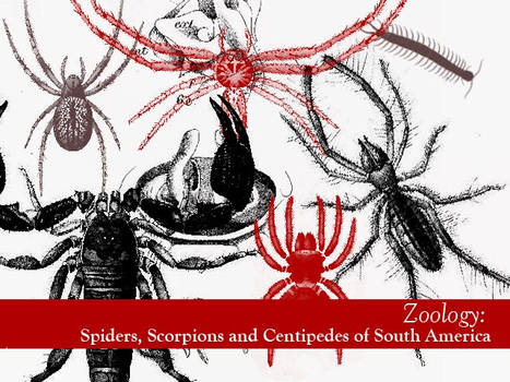 Spiders, Scorpions, Centipedes