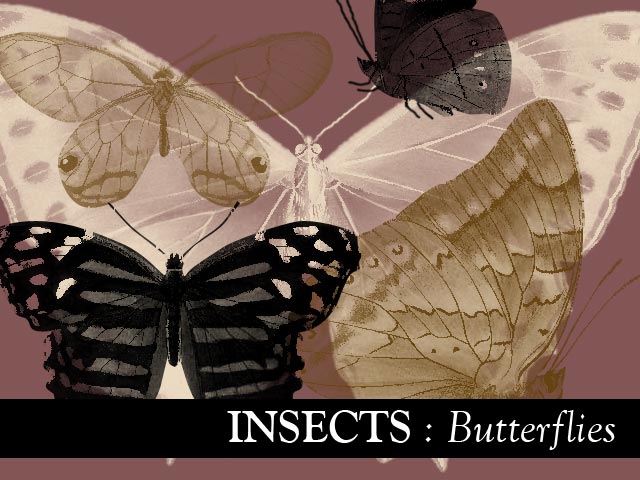 Insects: Butterflies 2