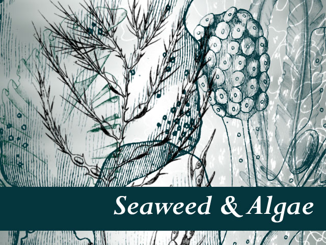 Seaweed and Algae