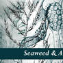 Seaweed and Algae