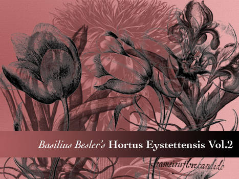 Basilius Besler's Hortus' II