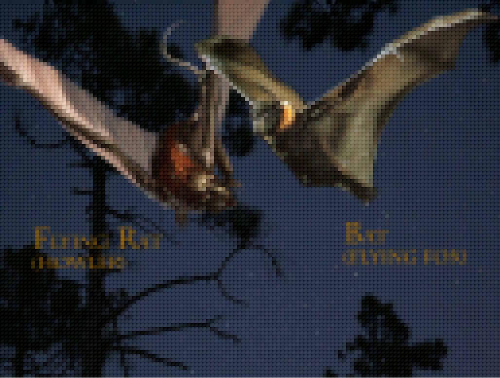 Bat Vs Flying Rat by AndoAnimalia on DeviantArt