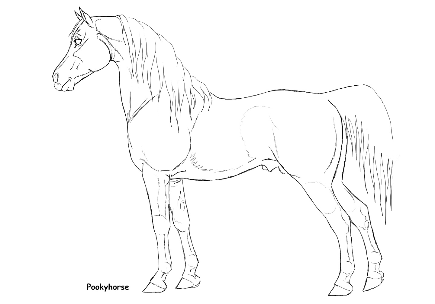 arabian stallion lineart