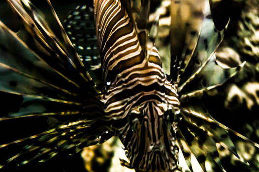 lionfish.