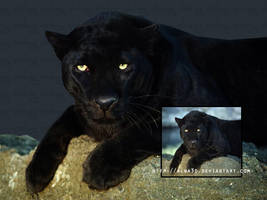 Black Leopard psd