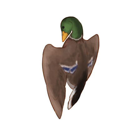 Waterfowl: Mallard Drake by ZoAdmin on DeviantArt