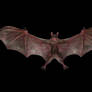 REUC - Zombie Bat