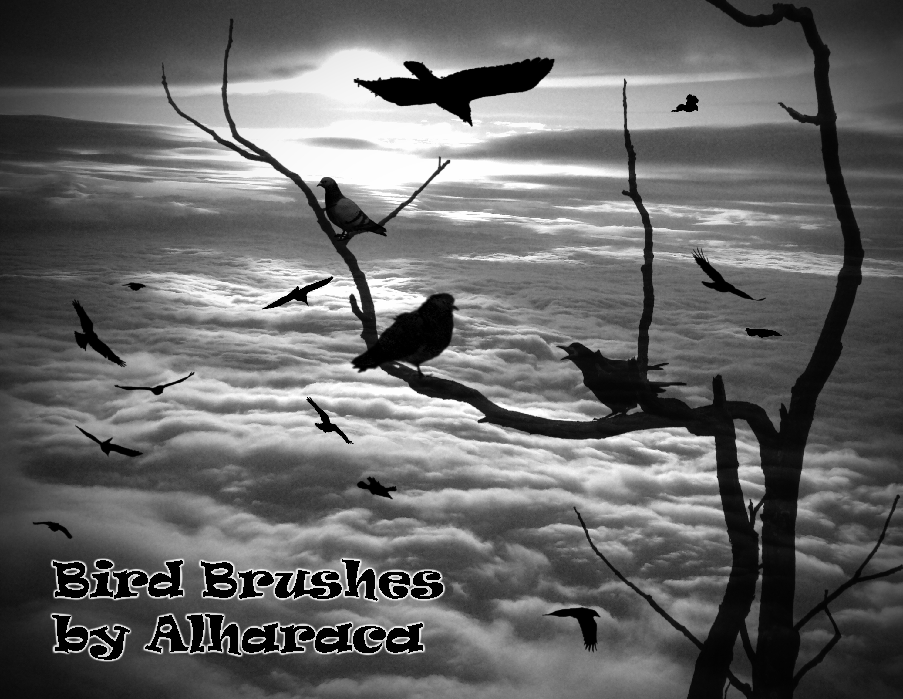 Bird Brushes 1