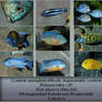 Contest Fish pack 17